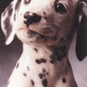 Meet your Posher, Lisa-steve